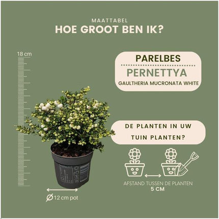 Pernettya mucronata - pearlberry white - ↕20cm - Ø12cm - 6x