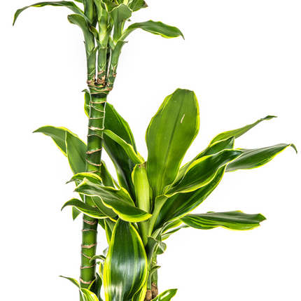 Dracaena Fragrans Golden Coast - Drachenbaum - ↕100cm - Ø21cm