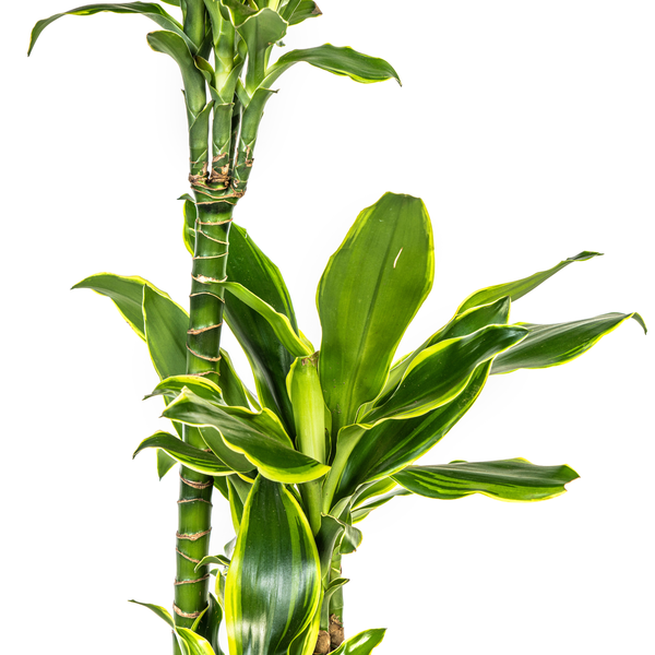Dracaena Fragrans Golden Coast - ↕100cm - Ø21cm - Drakenplant