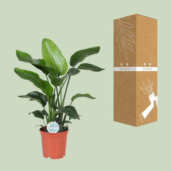 Strelitzia Nicolai - Paradijsvogelplant - ↕80cm - Ø21cm