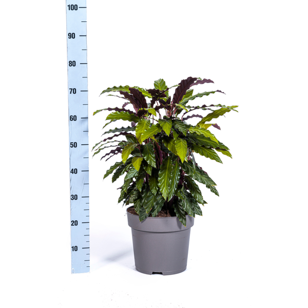 Calathea Rufibarba - ↕70cm - Ø27cm