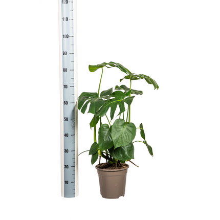 Monstera Deliciosa Tauerii - ↕80cm - Ø21cm - Hole plant