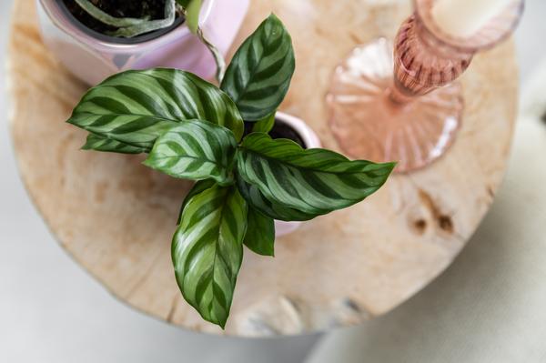 Calathea - Groene kamerplant - Ø9cm - Kolibri Greens