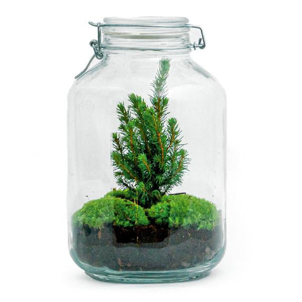 DIY-terrarium - Jul i burk - ↕28cm