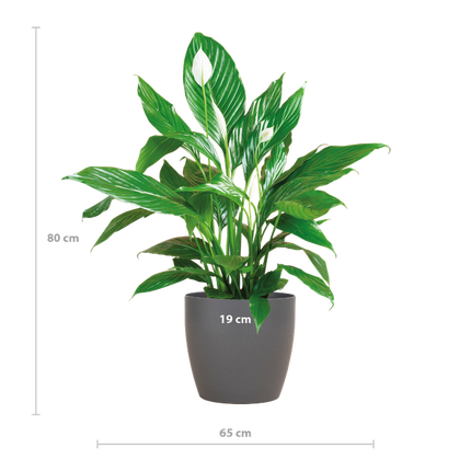 Spathiphyllum con Viber gris - Lirio de la paz - ↕80cm - Ø21cm