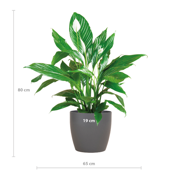 Spathiphyllum met Viber grijs - Lepelplant - ↕80cm - Ø21cm
