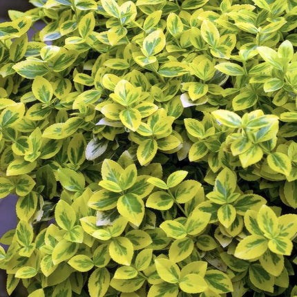 Euonymus Fortunei 'Émeraude et Or' - Chapeau de cardinal du Japon - ↕10-25 cm - Ø9 cm - Couvre-sol - 60x