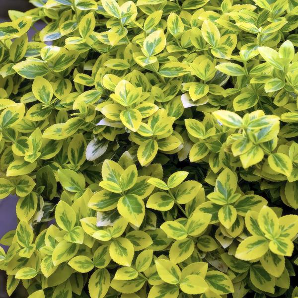Euonymus Fortunei 'Emerald 'n Gold’ - Japanse Kardinaalsmuts - ↕10-25cm - Ø9cm - Bodembedekker - 60x