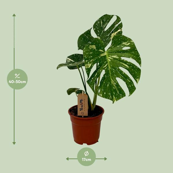 Monstera Deliciosa - ↕50cm - Ø17cm - Gatenplant
