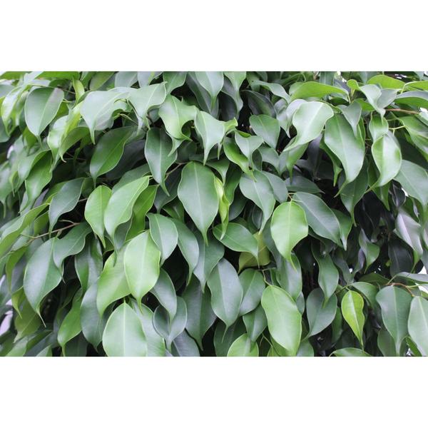 Ficus Columnar - ↕140cm - Ø30cm