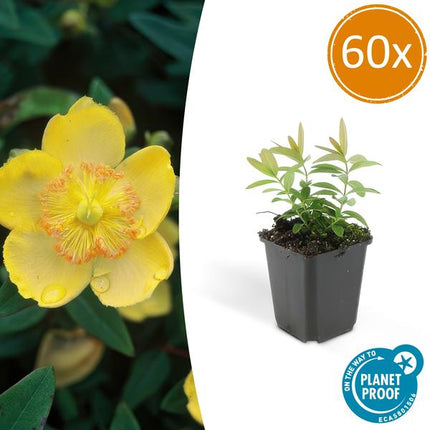 Hypericum Calycinum - ↕10-25cm - Ø9cm - Hertshooi - Bodembedekker - 60x