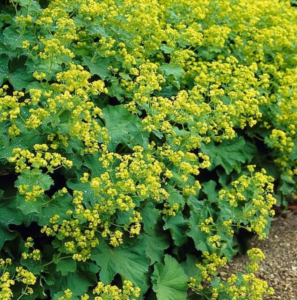 Alchemilla Mollis - Vrouwenmantel  - ↕10-25cm - Ø9cm - Bodembedekker - Borderplant - 6x