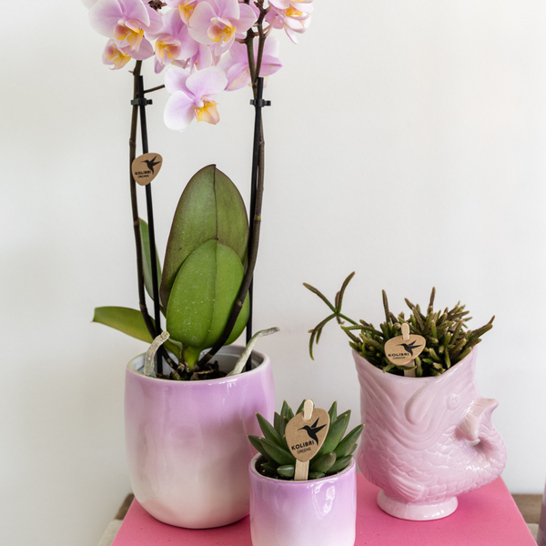Hogar Kolibri | Pez - Rosa - Ø6cm