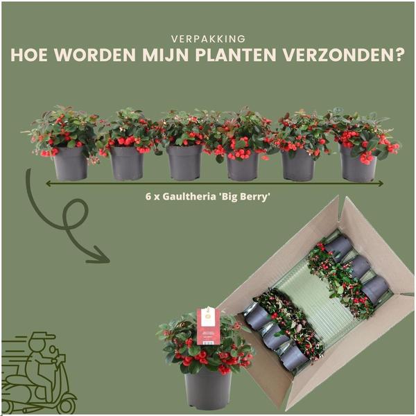 Gaultheria Procumbens 'Big Berry' - ↕15-20 cm - Ø12cm - 6x