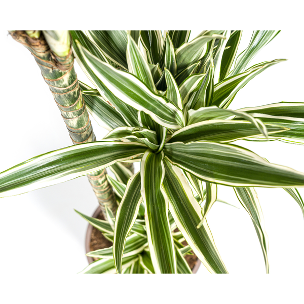 Dracaena Deremensis White Stripe - ↕180cm - Ø27cm