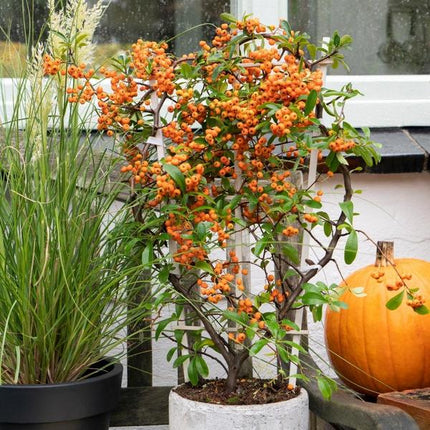 Pyracantha Coccinea Orange Stjerne - Ildtorn - ↕60cm - Ø12cm - 2x