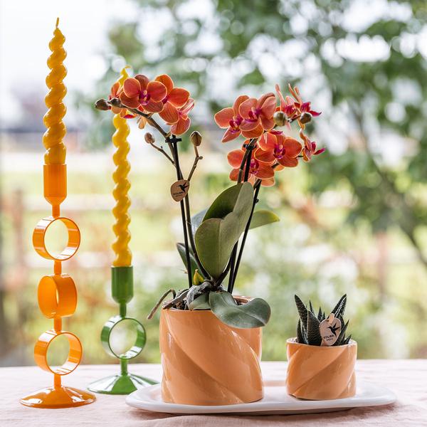 Gift set Optimism small peach | Green plant with orange Phalaenopsis orchid in Candy decorative pots on white organic tray