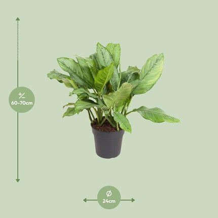 Aglaonema B.J. Freedman - ↕70cm - Ø24cm