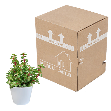 Portulacaria Afra mediopicta - Ø10,5cm - in witte pot