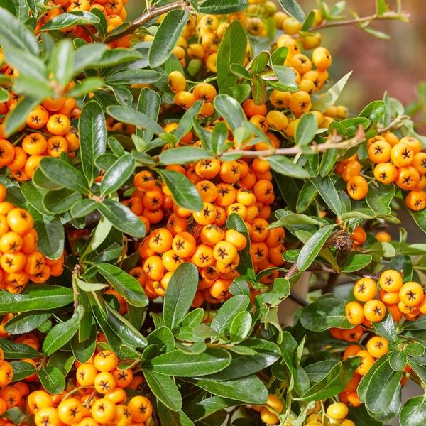 Pyracantha Coccinea mix - Vuurdoorn - ↕60cm - Ø12cm - 3x