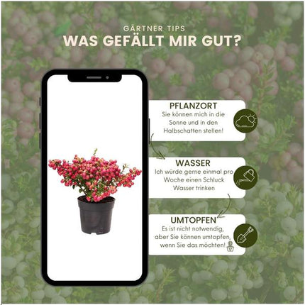 Mélange de Pernettya mucronata - 2x blanc perle - 2x rouge - 2x rose - ↕20cm - Ø12cm - 6x