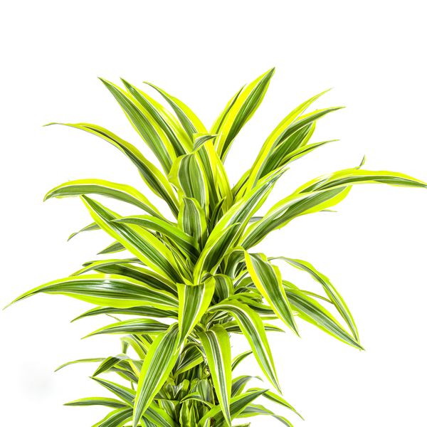 Dracaena Deremensis Lemon Lime - ↕140cm - Ø24cm