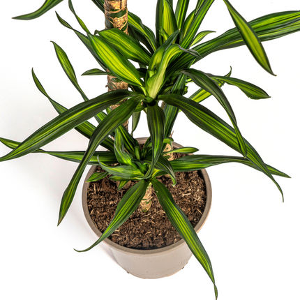 Dracena Deremensis Rikki - ↕100cm - Ø21cm
