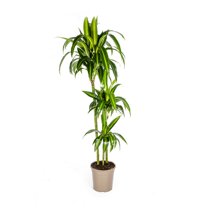 Dracaena Deremensis Hawaiian Sunshine - ↕140cm - Ø24cm