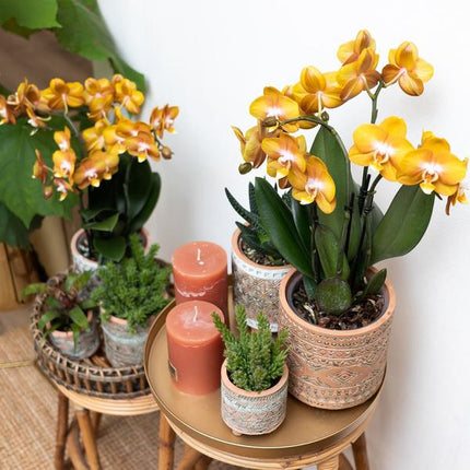 Orange gold Phalaenopsis orchid - Jewel Las Vegas - Ø12cm - Flowering houseplant
