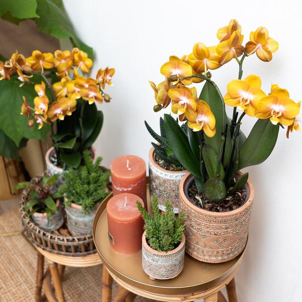 Oranje gouden Phalaenopsis orchidee - Jewel Las Vegas - Ø12cm - Bloeiende kamerplant