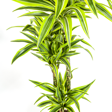 Dracaena Deremensis Lemon Lime - ↕140cm - Ø24cm