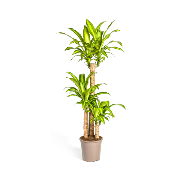 Dracaena Fragrans Massangeana - Pianta del drago - ↕140cm - Ø24cm
