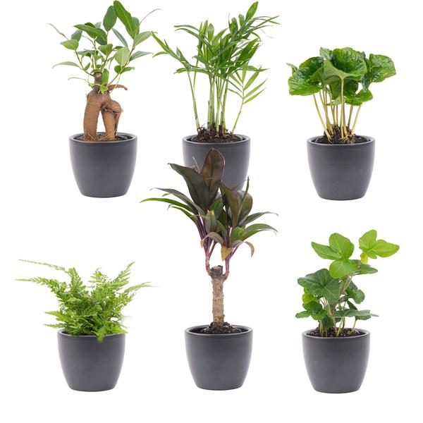 Juego de miniplantas 6 - Incluye 6 macetas Boule color antracita