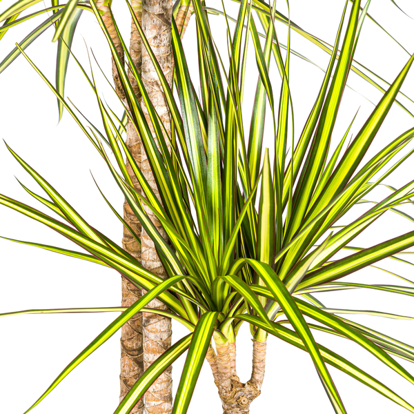 Dracaena Marginata Sunray - ↕140cm - Ø24cm - Drakenplant
