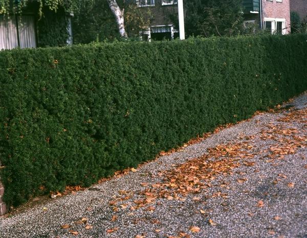 Taxus Baccata - ↕30-50cm - blote wortel - 75x