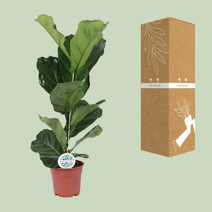 Ficus Lyrata - ↕60cm - Ø17cm