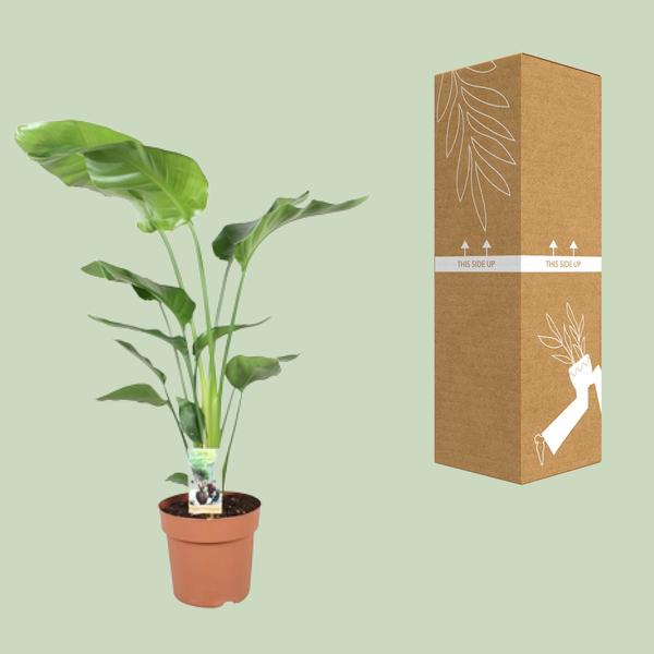 Strelitzia Nicolai - Paradijsvogelplant - ↕90cm - Ø21cm