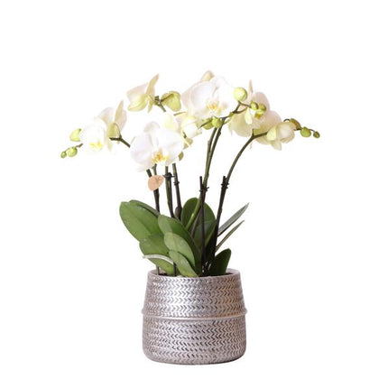 White phalaenopsis Ghent orchid in Groove decorative pot silver - Ø12cm - Flowering houseplant
