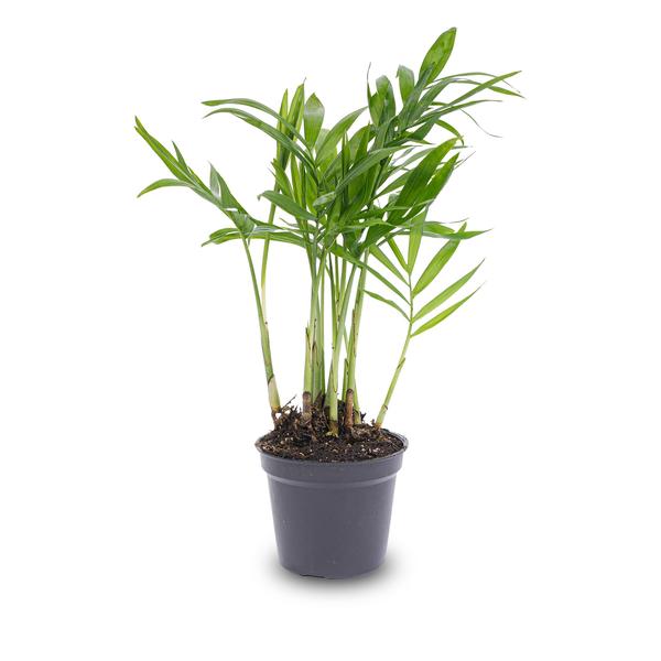 Parlour Palm - Chamaedorea Elegans 'baby' - Terrarium plant - Ø6cm