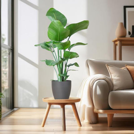 Strelitzia Nicolai with Viber pot grey - ↕80cm - Ø21cm