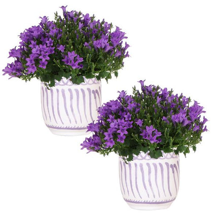 Campanula Addenda Ambella Intens lilla i Granada dekorative potter - Ø12cm - 2x