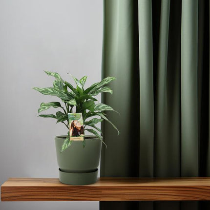 Aglaonema Maria - ↕40cm - Ø17cm