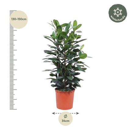 Arbuste Ficus Cyathistipula - ↕140 cm - Ø34cm
