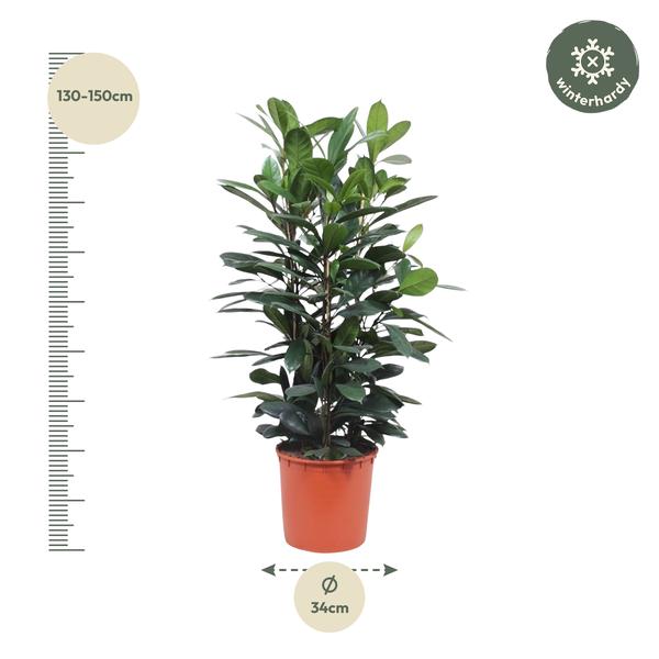Ficus Cyathistipula struik - ↕140 cm - Ø34cm