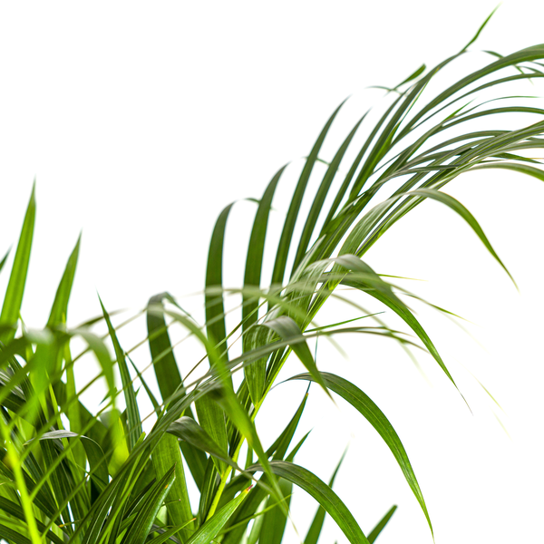 Areca Palm (Dypsis Lutescens) - Goudpalm - ↕110cm - Ø21cm
