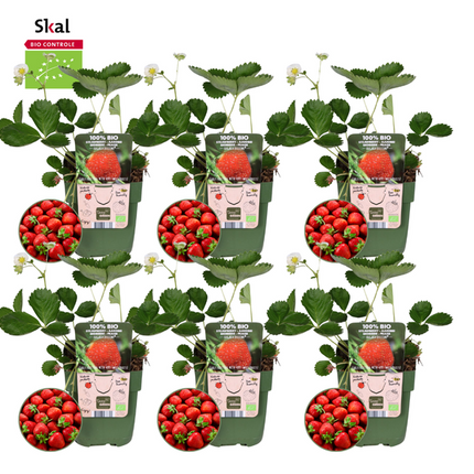Aardbeien planten set - Biologisch - 6x