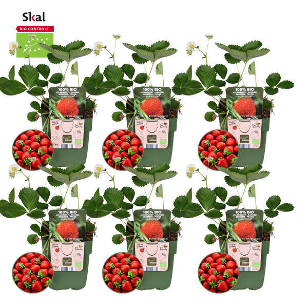 Zestaw sadzonek truskawek - Organiczny - 6x