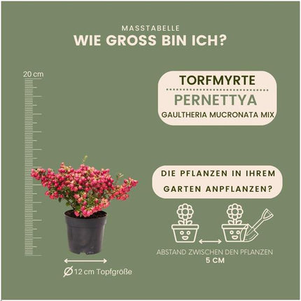 Mélange de Pernettya mucronata - 2x blanc perle - 2x rouge - 2x rose - ↕20cm - Ø12cm - 6x