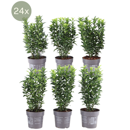 Euonymus Japonicus 'Green Spire' - Buksbom-erstatning - ↕25cm - Ø12cm - 24x