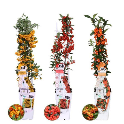 Pyracantha Coccinea mix - Vuurdoorn - ↕60cm - Ø12cm - 3x
